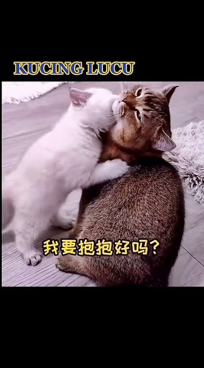 Kucing Lucu (50)