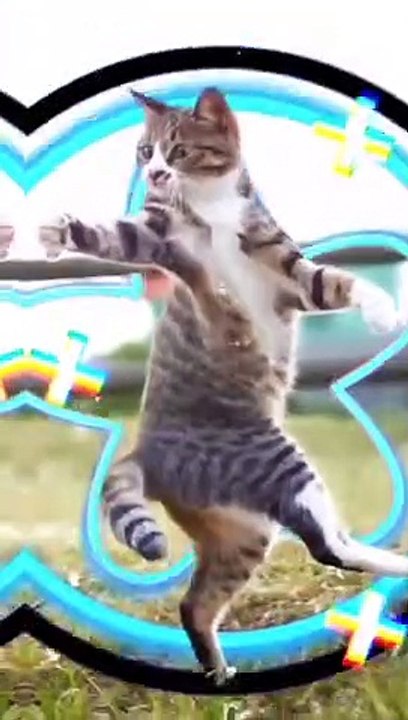 Kucing Lucu (51)