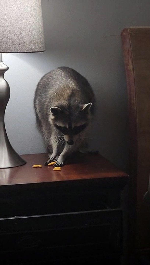 ⁣Sneaky Raccoon Eats Goldfish Crackers