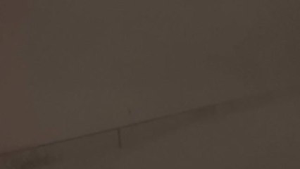 Búfalo amanece sepultada bajo la nieve tras el paso de una fortísima ventisca