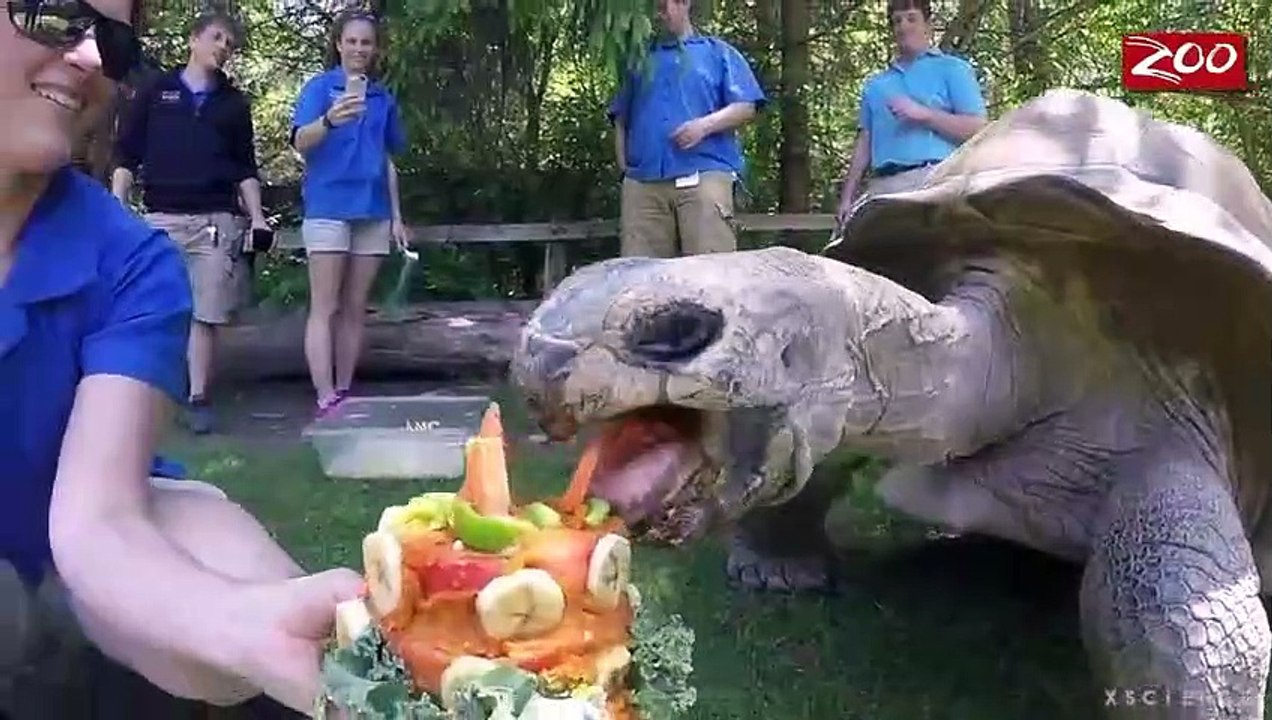 5 Kura Kura Darat Terbesar di Dunia_HIGH