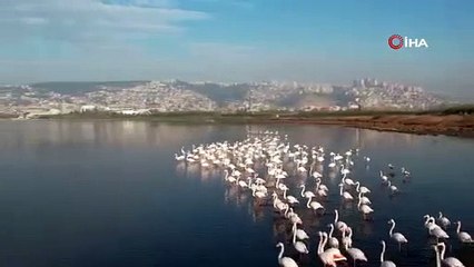 Flamingolar, kışa rağmen İzmit'ten göç etmedi
