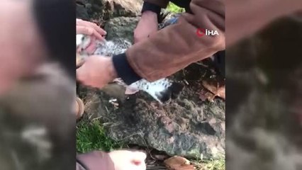 Ağzına ip takılan martının yardımına polisler koştu