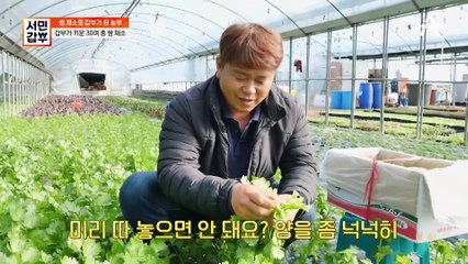 당일 수확 당일 배송! 30여 개 하우스에 자라나는 신선한 쌈채소들♣