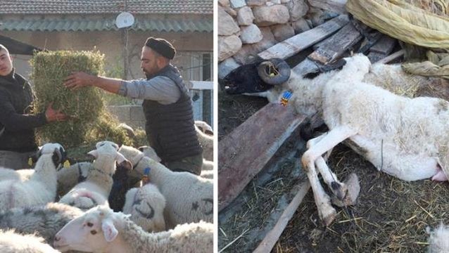 Balıkesir'de bir anda ortaya çıkan hastalık sebebiyle 160 koyun ve 80 kuzu telef oldu