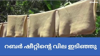 ഉല്‍പാദനം കൂടിയപ്പോള്‍ വില പൊട്ടി; നിസഹായരായി റബര്‍ കര്‍ഷകര്‍