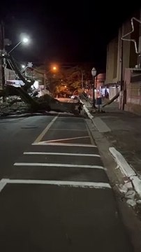 Árvore cai e mobiliza Corpo de Bombeiros em Apucarana