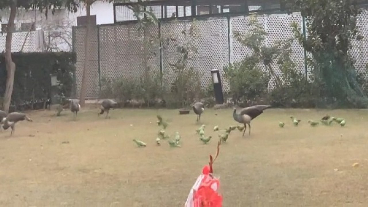 केंद्रीय मंत्री की आवाज सुनकर आ जाते हैं सैकड़ों पक्षी, रोज सुबह—शाम डालते हैं दाना