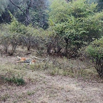 दो दिन से बाघ बीमार वन विभाग नहीं कर पा रहा बाघ को ट्रेनकुलाइज