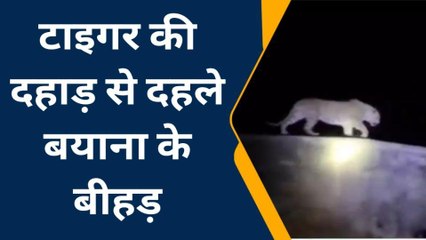 टाइगर की दहाड़ से दहले बयाना के बीहड़, ग्रामीणों में भय व्‍याप्‍त