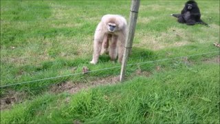 Gibbon freaks out over hedgehog