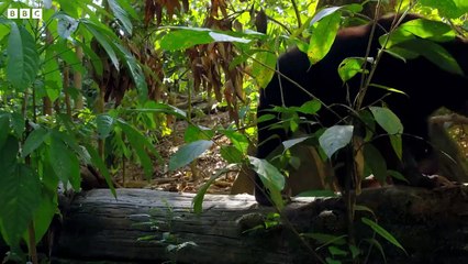 The Smallest Bear in the World - Earth's Tropical Islands - BBC Earth