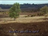 Beaulieu Heath in April 1989 - 17 miles from Romsey