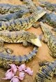 crocodile farm feeding 2022 #shorts (2)