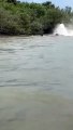 Crocodile fights with giant python in lake #shorts