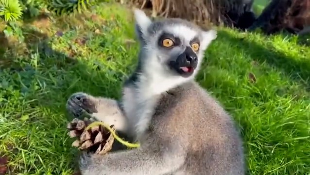 Zoo animals receive Christmas gifts from keepers