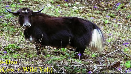 17 Rare Hybrid Animals Which Exist Today