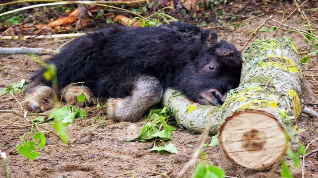 More Than 100 Cute Baby Animal Pictures of all the Time