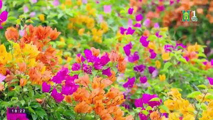 Rực rỡ hoa giấy làng Phù Đổng