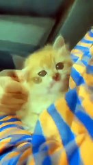 baby cats that caught the eyes  amazing colour and their way ❤️❤️❤️