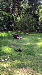 Hulk Enjoys Sliding Around on Grass Slope