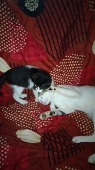 Cute Cat Funny Video