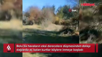 Mudurnu'da aç kalan kurtlar köylere inmeye başladı