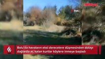 Mudurnu'da aç kalan kurtlar köylere inmeye başladı