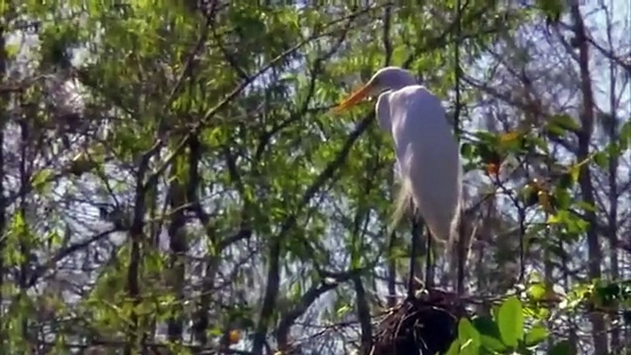 Nature's Strangest Mysteries - Solved - Se1 - Ep20 - Alligator Bodyguards HD Watch HD Deutsch