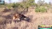 ᴴᴰ Wild Animals Fight To The Death  Animal attacks 2018 Animals Fights ⭐ Animals attacks 2017 (2)