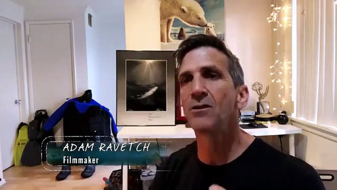 Nature's Strangest Mysteries - Solved - Se1 - Ep17- Unicorn of the Sea HD Watch HD Deutsch