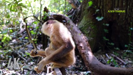 Biggest Elephant EVER vs Hungry Monkey in 4k view