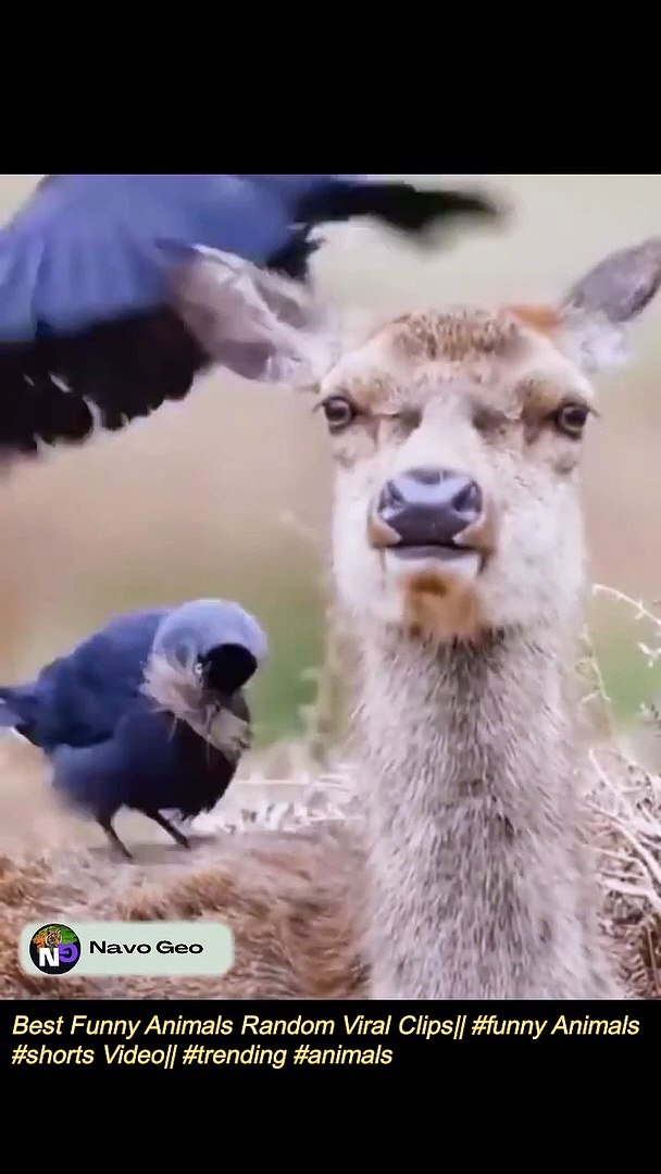 Best Funny Animals Random viral clip - video Dailymotion