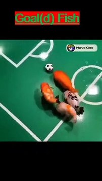 Animal funny Video 2022 # shorts best funny animal videosfunniest cats and dogs videos