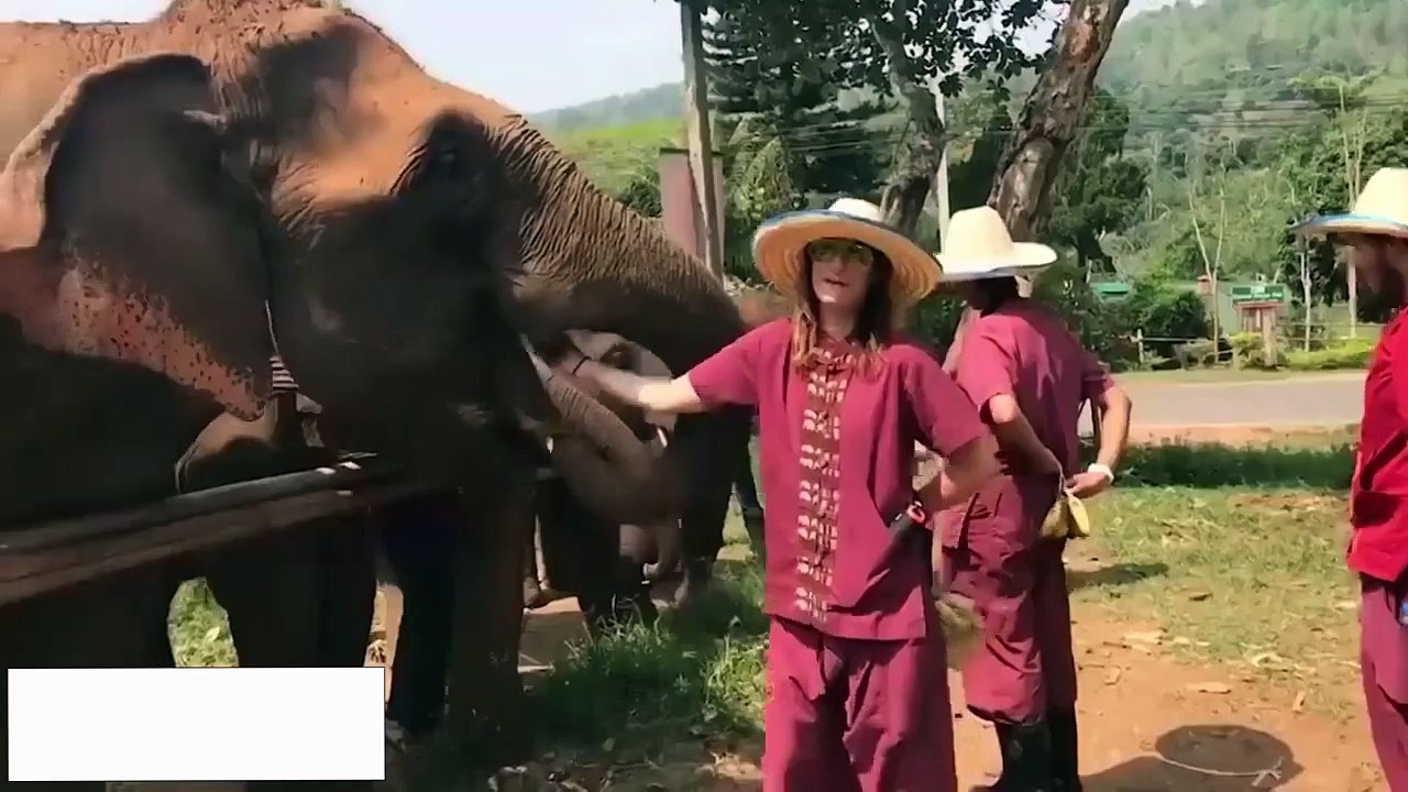Animal Attack on Peoples 2022 (2)