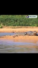 Best Animal Attack 2022   #shorts video #animals  End of Life (2)