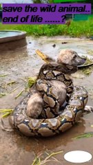 Save the wild Animals,Animal Attack 2022 #shorts #trending (2)