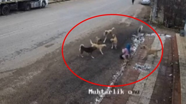 Sahipsiz köpeklerin saldırısıyla yaralanan kadının yaşadıkları güvenlik kamerasında