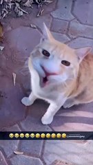 شوفو وجه القطه