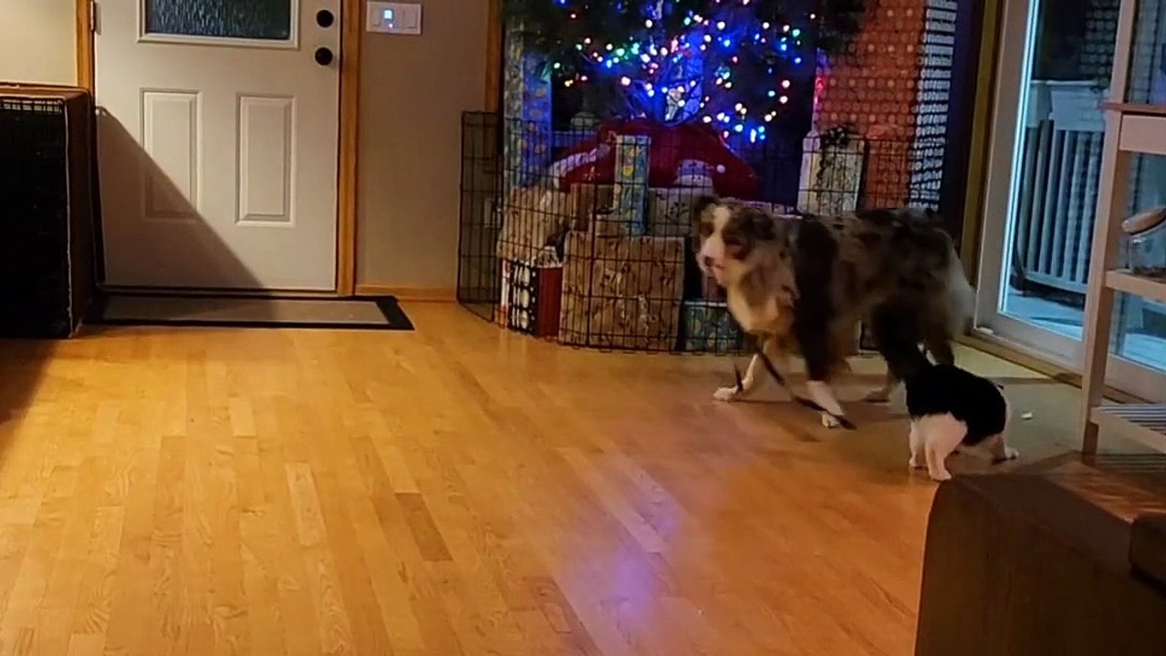 Dog Drags String for Cat video Dailymotion