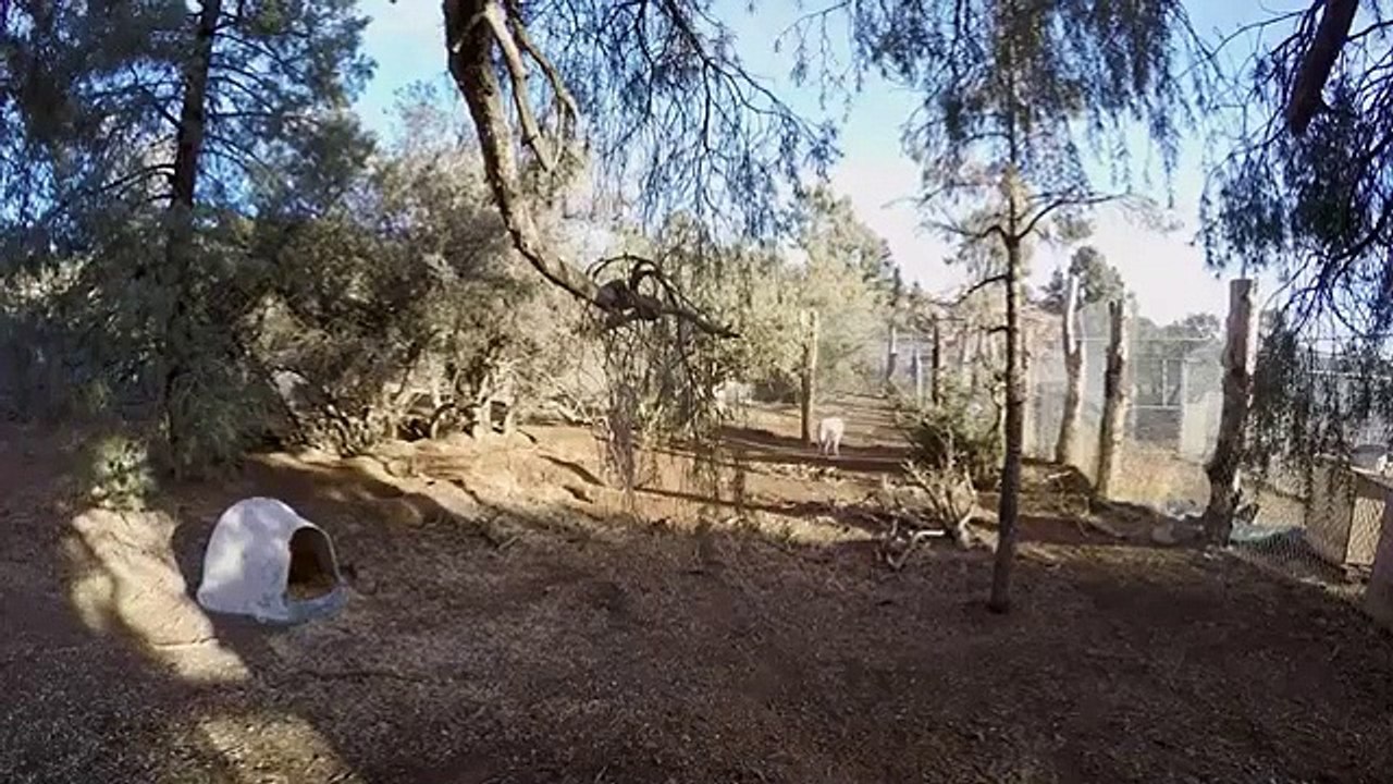 Wolves and Warriors - Se1 - Ep02 - A Wolf Romance HD Watch HD Deutsch