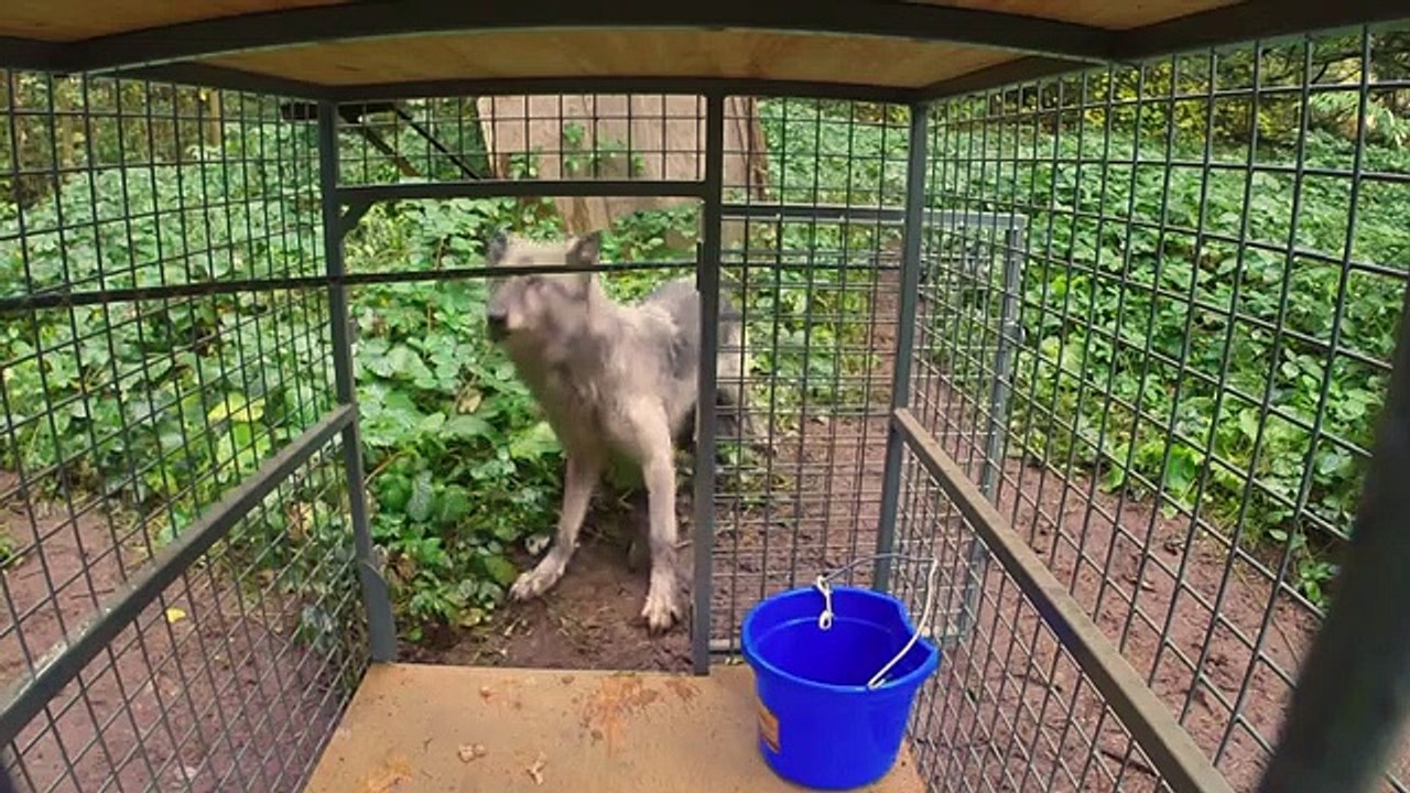 Wolves and Warriors - Se1 - Ep01 - Welcome to the Wolf Sanctuary HD Watch HD Deutsch