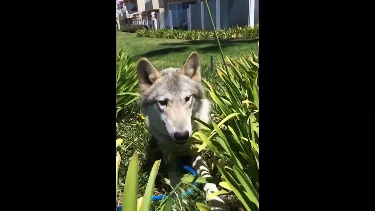 Wolves and Warriors - Se1 - Ep04 - Wolf on the Loose HD Watch HD Deutsch