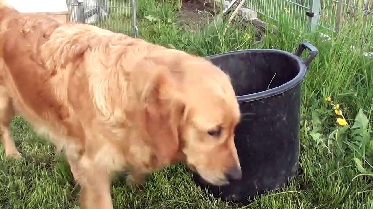 Schwarm von Golden Retriever Welpen