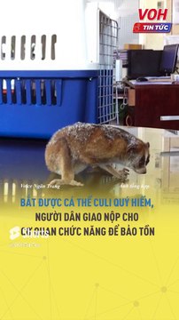 Bắt được cá thể culi quý hiếm, người dân giao nộp cho cơ quan chức năng để bảo tồn