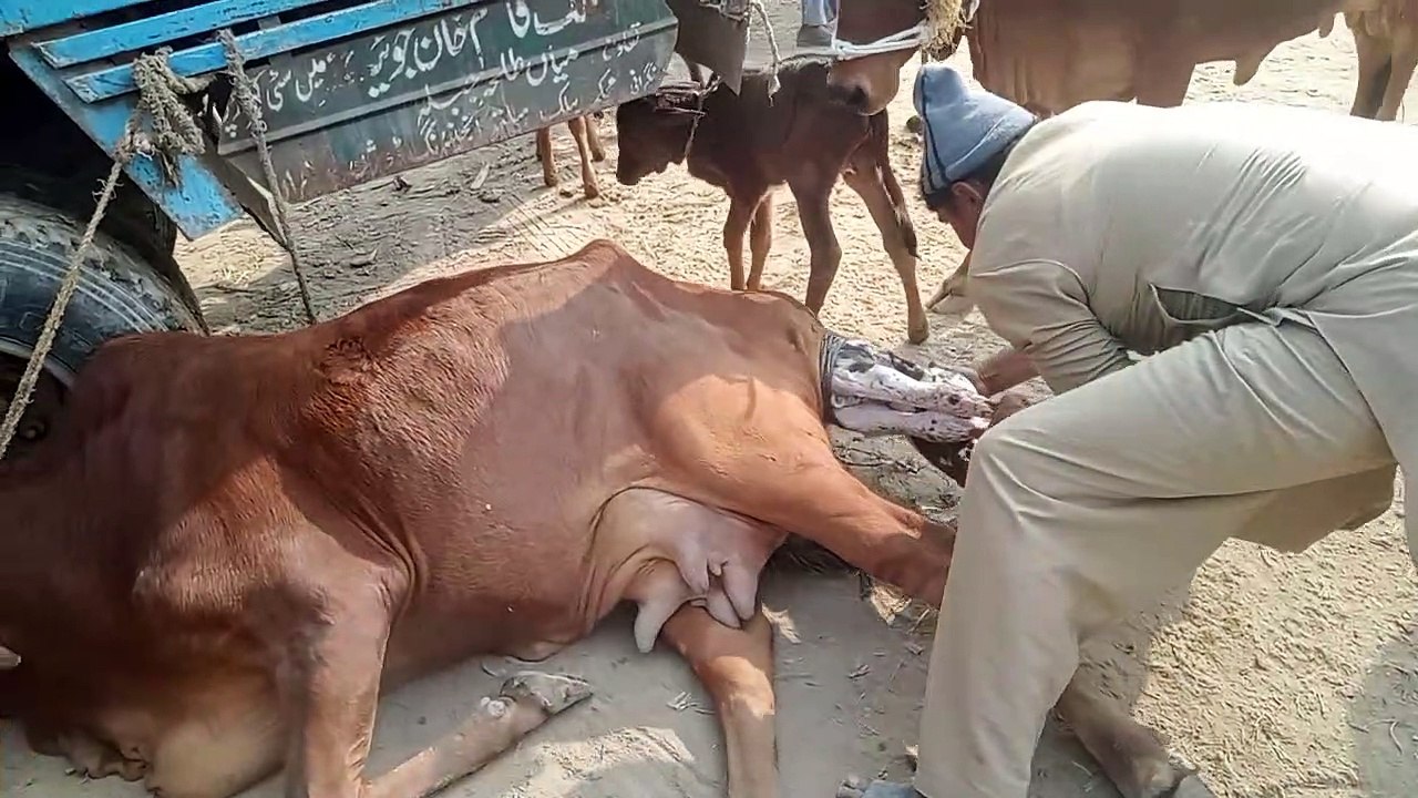 Heavy sahiwal milking cow 2022
