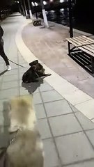 Precocious Puppy Refuses to Leave Park