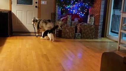 Dog Drags String for Cat