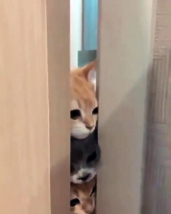 Funny cats baby tried to mock the door 