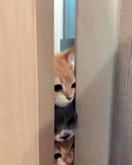 Funny cats baby tried to mock the door 